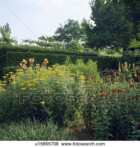 Stock Photo - Yellow and orange flowering perennials in borders in country garden in summer. Fotosearch