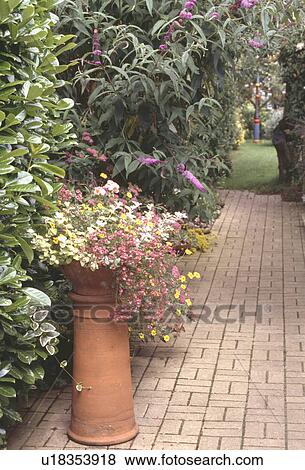 Yellow and pink annual flowering plants in reclaimed terracotta chimney pot beside purple buddleia on paved path View Large Photo Image Stock Photo - Yellow and pink annual flowering plants in reclaimed terracotta chimney pot beside purple buddleia on paved path. Fotosearch