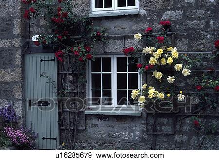 Stock Photo - Yellow and red climbing roses beside window and front door of stone country cottage. Fotosearch
