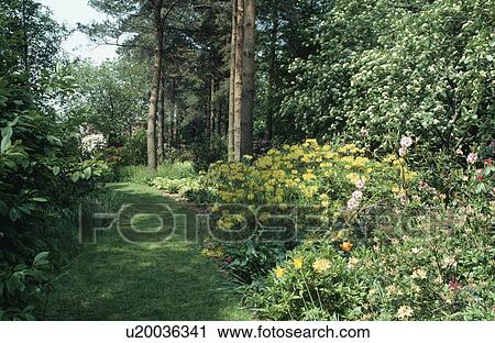 Yellow Azalea "Luteum 'Mollis" in shrub border beside grass path in woodland garden View Large Photo Image Stock Image - Yellow Azalea "Luteum 'Mollis" in shrub border beside grass path in woodland garden. Fotosearch