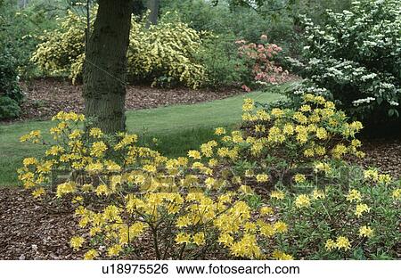 Stock Photograph - Yellow azaleas growing below tree in spring shrub border in large country garden. Fotosearch