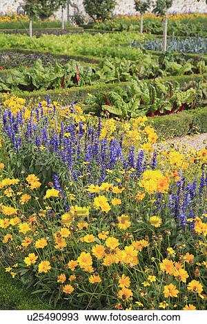 Stock Image - yellow, beds, formal, gardens. Fotosearch
