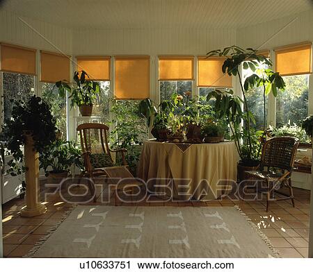 Yellow blinds and tall houseplants in living room extension View Large Photo Image Stock Image - Yellow blinds and tall houseplants in living room extension. Fotosearch