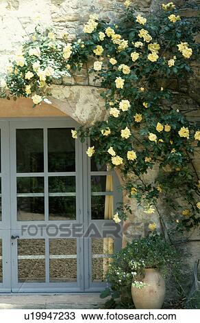 Stock Image - Yellow climbing rose above blue window. Fotosearch