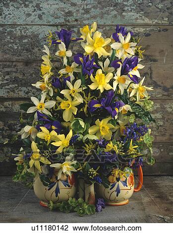 Yellow daffodils and blue iris in colourful jugs in informal floral arrangement View Large Photo Image Stock Image - Yellow daffodils and blue iris in colourful jugs in informal floral arrangement. Fotosearch