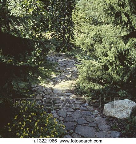 Yellow fumitory beside paved path through conifer shrubs in country garden View Large Photo Image Stock Photograph - Yellow fumitory beside paved path through conifer shrubs in country garden. Fotosearch
