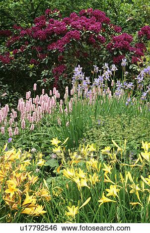 Stock Photograph - Yellow hemerocallis with persicaria and blue iris in front of dark pink rhododendron in late spring border. Fotosearch