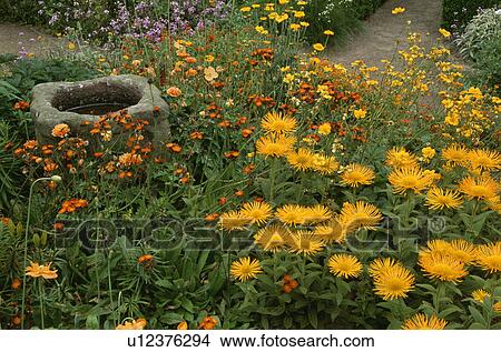 Yellow inula and stone birdbath in flower border in country garden in summer View Large Photo Image Picture - Yellow inula and stone birdbath in flower border in country garden in summer. Fotosearch