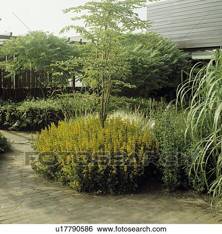 Yellow lysimachia and small tree in town garden in summer View Large Photo Image Stock Photograph - Yellow lysimachia and small tree in town garden in summer. Fotosearch
