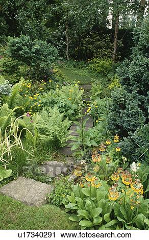 Yellow primula "buleyana" and ferns growing beside stone paved path View Large Photo Image Stock Image - Yellow primula "buleyana" and ferns growing beside stone paved path. Fotosearch