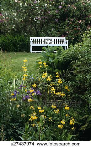 Picture - Yellow primula in country garden in spring. Fotosearch