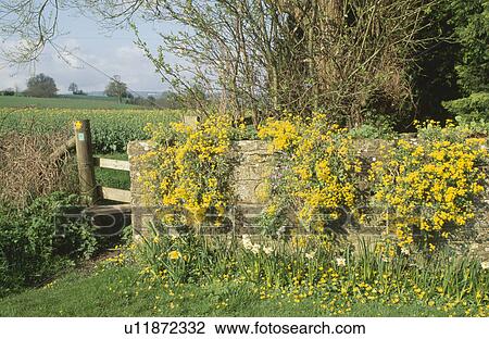 Stock Image - Yellow rockery plant on old stone wall with wooden stile into country field. Fotosearch