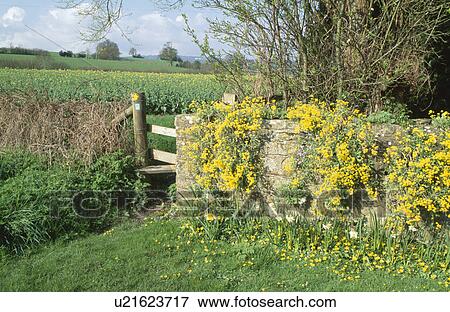 Yellow rockery plant on old stone wall with wooden stile into country field View Large Photo Image Stock Photo - Yellow rockery plant on old stone wall with wooden stile into country field. Fotosearch