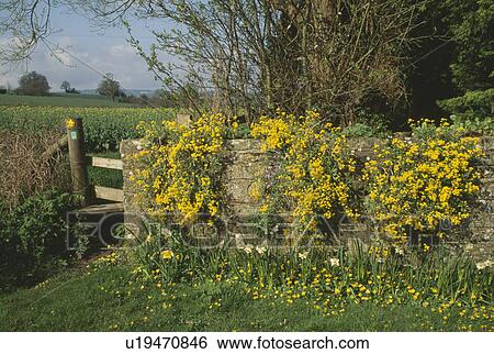 Yellow rockery plant on old stone wall with wooden stile into country field View Large Photo Image Stock Photograph - Yellow rockery plant on old stone wall with wooden stile into country field. Fotosearch