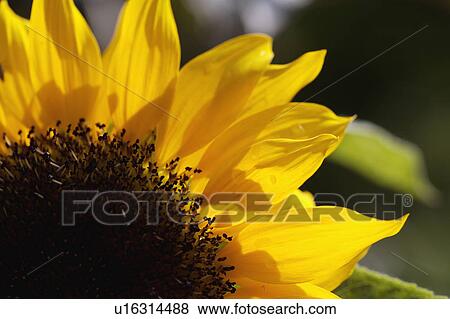yellow, summer, sunflower, plants View Large Photo Image Stock Photo - yellow, summer, sunflower, plants. Fotosearch