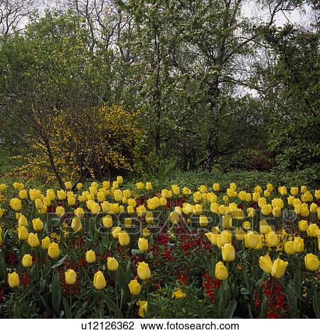 Stock Image -  Yellow tulips underplanted with wallflowers at the edge of woodland.. Fotosearch