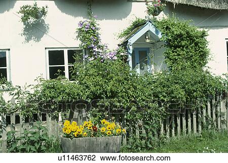 Yellow violas in container in front of white cottage with climbing green plant on wooden fence View Large Photo Image Stock Image - Yellow violas in container in front of white cottage with climbing green plant on wooden fence. Fotosearch