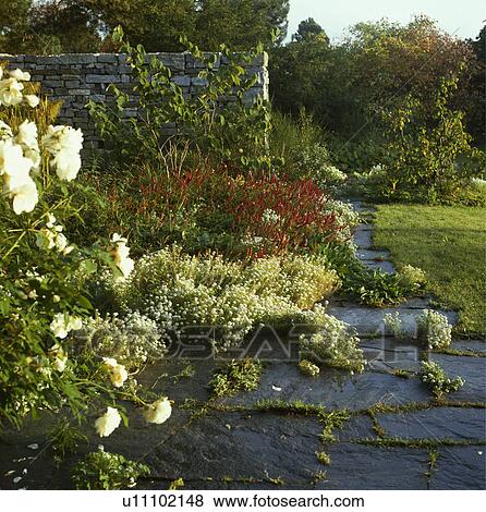 York paving path with sweet alyssum and cream roses View Large Photo Image Stock Photo - York paving path with sweet alyssum and cream roses. Fotosearch