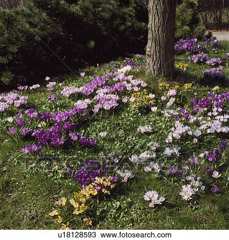 A bank of Dutch crocus naturalised under a tree, View Large Photo Image Stock Image - A bank of Dutch crocus naturalised under a tree,. Fotosearch