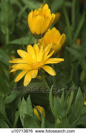 adonis vernalis, summer, perennials, yellow, plants View Large Photo Image Stock Photograph - adonis vernalis, summer, perennials, yellow, plants. Fotosearch