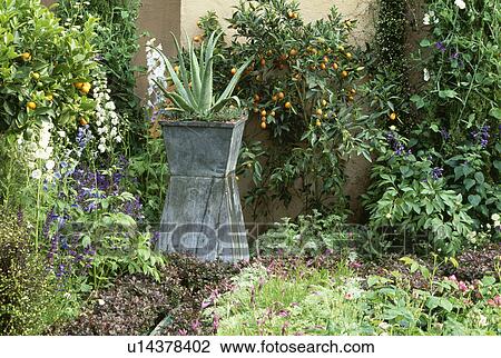 Stock Image - Agace in metal pot in town garden in summer. Fotosearch