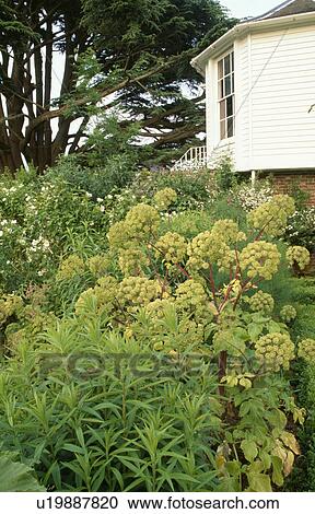 Angelica in border in country garden in summer View Large Photo Image Stock Image - Angelica in border in country garden in summer. Fotosearch