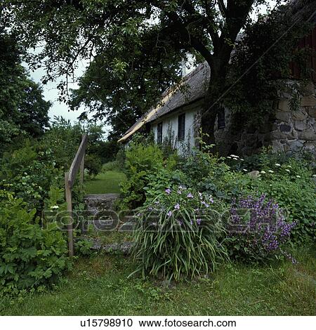 Atmospheric cottage garden in shades of green with stone steps and grass path. View Large Photo Image Stock Image - Atmospheric cottage garden in shades of green with stone steps and grass path.. Fotosearch