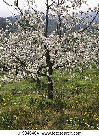 Picture -  Avenue of white cherry blossom trees in a meadow with daisies and dandilions. Fotosearch