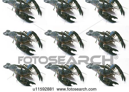 Stock Image - backgrounds, grey, lobsters, patterns . Fotosearch