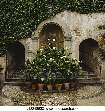 Stock Image - Banks of pots of arum liliies at base of stone steps . Fotosearch