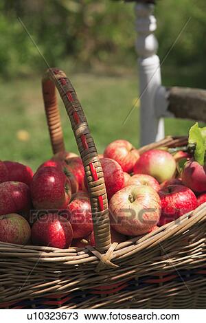 baskets, gardens, food, fruit, harvest View Large Photo Image Stock Image - baskets, gardens, food, fruit, harvest. Fotosearch