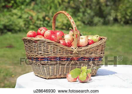 baskets, gardens, food, fruit, harvest View Large Photo Image Stock Image - baskets, gardens, food, fruit, harvest. Fotosearch