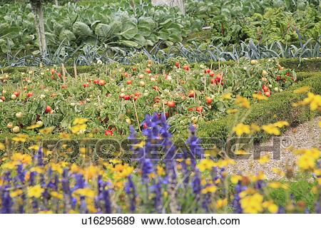 Stock Photo - beds, yellow, purple, formal, gardens. Fotosearch