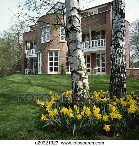 Stock Photo - Birch trees and daffodils on lawn in front of large modern detached country house in spring. Fotosearch