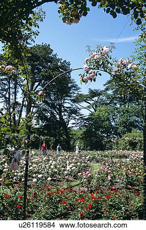 Picture - Blenheim Palace, Woodstock, near Oxford, Oxfordshire, England. Rose Garden.. Fotosearch