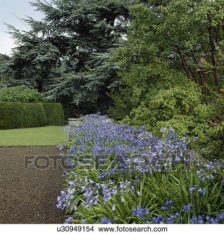 Picture - Blue agapanthus in border of large country garden in summer. Fotosearch