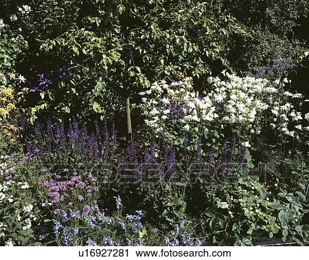 Stock Image - Blue and white perennials in flowering borders in country garden in summer. Fotosearch