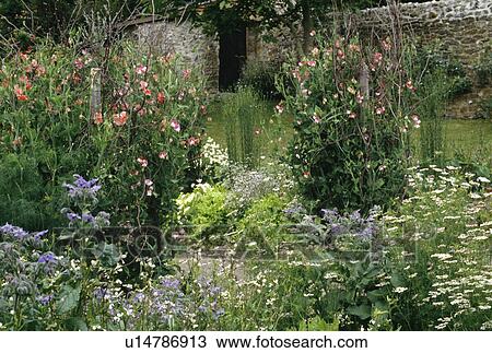 Blue borage and white feverfew with pink sweetpeas in walled summer garden View Large Photo Image Stock Image - Blue borage and white feverfew with pink sweetpeas in walled summer garden. Fotosearch