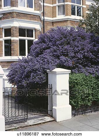 Blue ceanothus in front garden of Edwardian townhouse with wrought iron gate and white gatepost View Large Photo Image Stock Photo - Blue ceanothus in front garden of Edwardian townhouse with wrought iron gate and white gatepost. Fotosearch