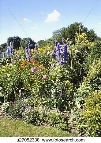 Blue delphiniums in summer garden border View Large Photo Image Stock Photo - Blue delphiniums in summer garden border. Fotosearch