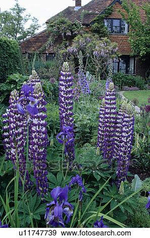 Blue lupins and irises in country garden border in summer View Large Photo Image Stock Photo - Blue lupins and irises in country garden border in summer. Fotosearch