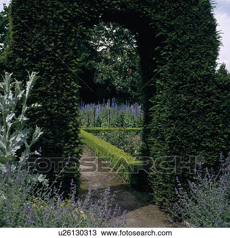 Stock Image - Blue nepeta beside path through clipped beech arch to formal garden with delphiniums and clipped box hedge. Fotosearch