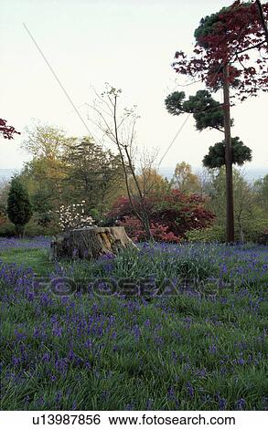Bluebells in woodland country garden in spring View Large Photo Image Stock Photograph - Bluebells in woodland country garden in spring. Fotosearch
