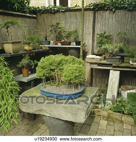 Bonsai in pots in small town garden in summer View Large Photo Image Stock Image - Bonsai in pots in small town garden in summer. Fotosearch