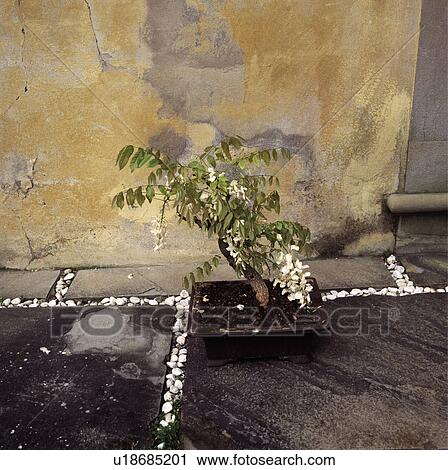 bonsai, interior View Large Photo Image Stock Image - bonsai, interior. Fotosearch