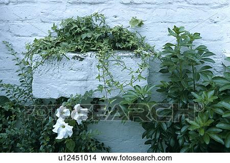 bricks, white, walls, containers, plants View Large Photo Image Picture - bricks, white, walls, containers, plants. Fotosearch