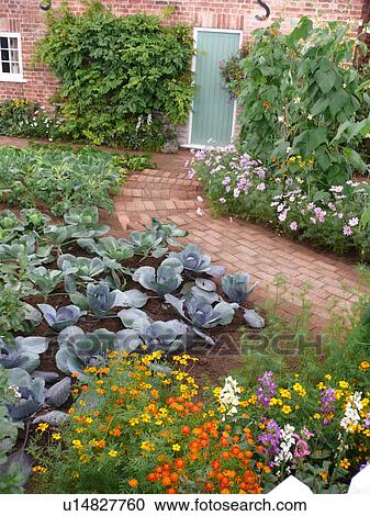 Cabbages and orange tagetes growing in small potager garden in front of cottage with old brick path leading to pastel turquoise door View Large Photo Image Stock Image - Cabbages and orange tagetes growing in small potager garden in front of cottage with old brick path leading to pastel turquoise door. Fotosearch