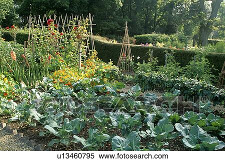 Stock Photography - Cane wigwam in country vegetable garden in summer. Fotosearch