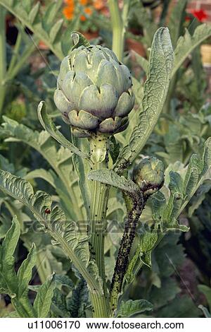 Stock Image - cardoon, purple, perennial, cynara cardunculus, summer, plants. Fotosearch
