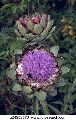 cardoon, purple, perennial, cynara cardunculus, summer, plants View Large Photo Image Stock Image - cardoon, purple, perennial, cynara cardunculus, summer, plants. Fotosearch